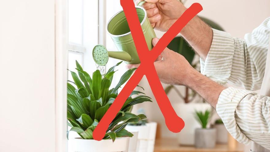 Nunca más regarás las plantas: la maceta de Ikea que lo hará por ti y con la que tu jardín durará mucho más tiempo