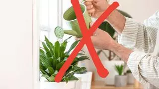 Nunca más regarás las plantas: la maceta de Ikea que lo hará por ti y con la que tu jardín durará mucho más tiempo