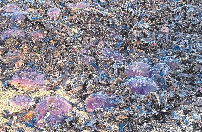 Les meduses apareixen a milers arreu de la Costa Brava