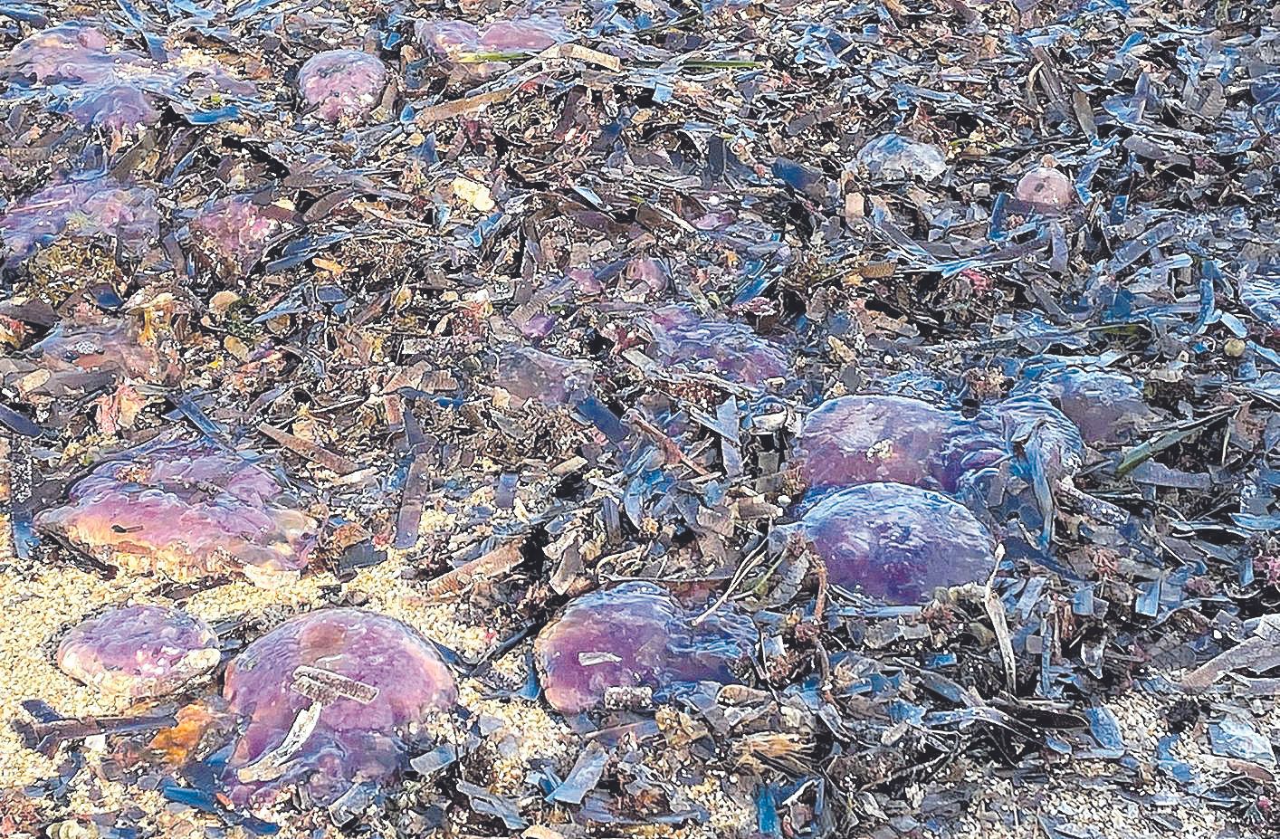Les meduses apareixen a milers arreu de la Costa Brava