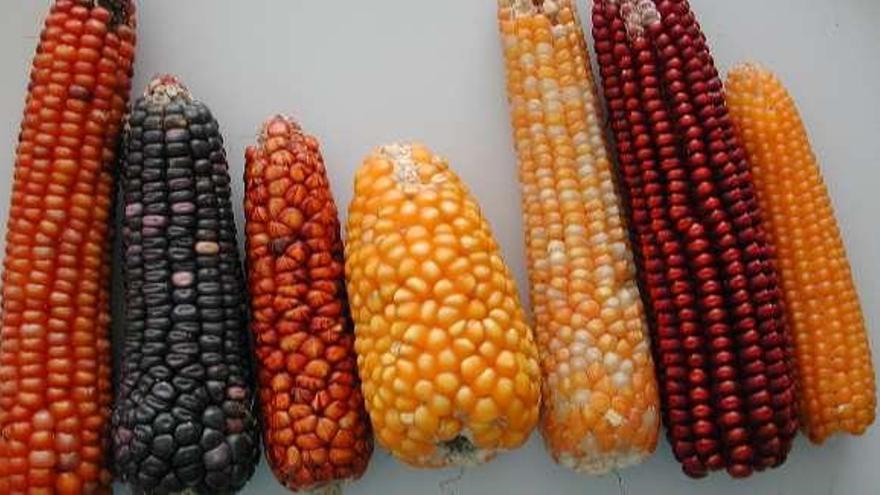 El maíz oscuro, más saludable