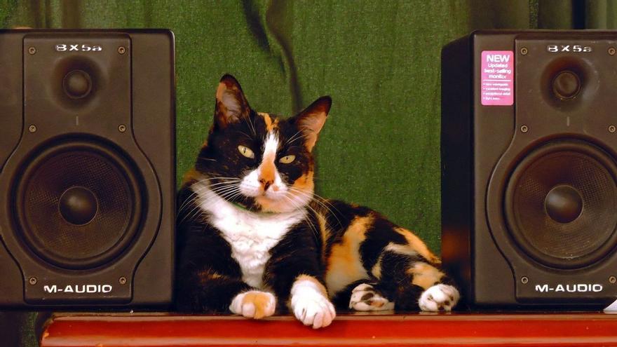 El gato DJ: vecinos denuncian música alta en una casa de Lugo donde solo había un felino