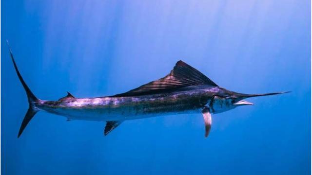 Pez espada, una de las especies que se alimenta a gran profundidad