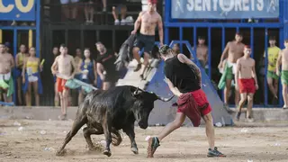 La Espuela exhibe el mejor toro del concurso de ganaderías de les Penyes de la Vall en su ecuador