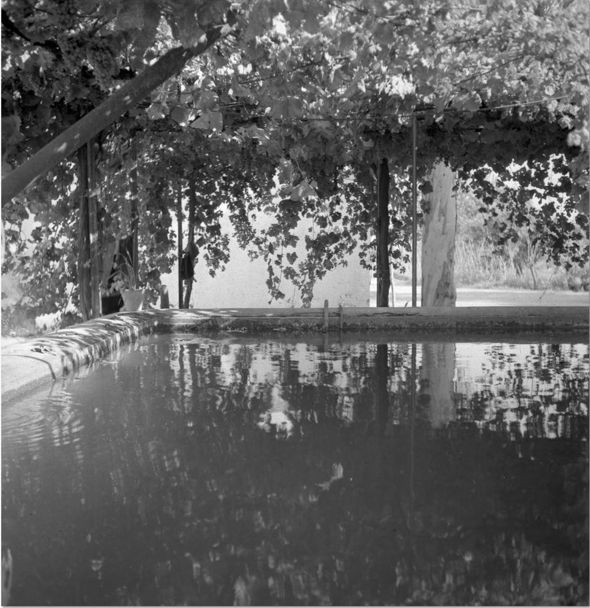 La bassa del Mas Miró a Montroig, any 1946.