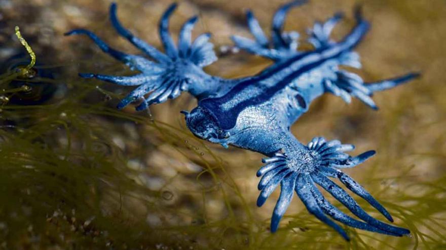 ¿Qué es el dragón azul y por qué ha obligado al cierre de una playa de Canarias?