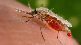 Alerta sanitaria en EEUU: detectados casos de malaria por primera vez en 20 años