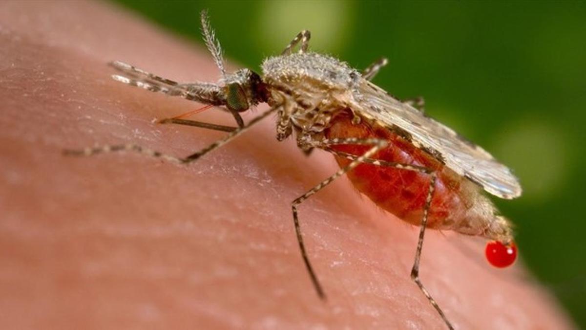 Un mosquito 'Anopheles stephensi' obtiene una muestra de sangre de un huésped humano