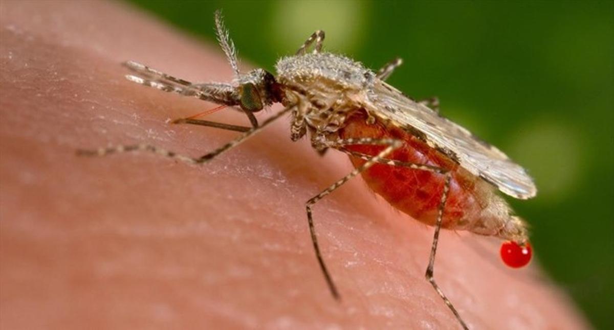 Un mosquit ’Anopheles stephensi’ obté una mostra de sang d’un hoste humà. 