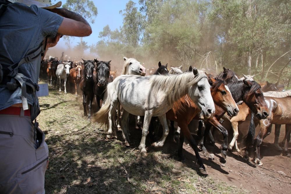 Miles de personas presencian en Sabucedo los curros - La manada llegó al pueblo al mediodía.