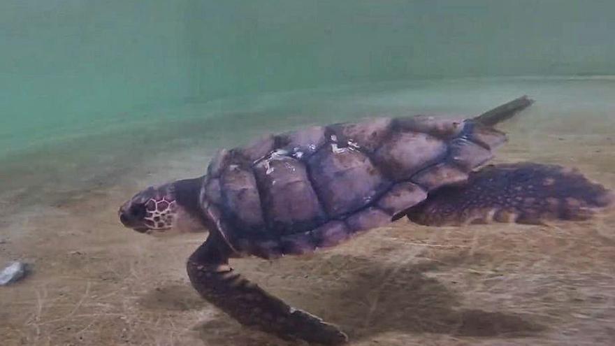 Dos tortugas nacidas en Ibiza coinciden en el Oceanográfico 	de Valencia siete meses después