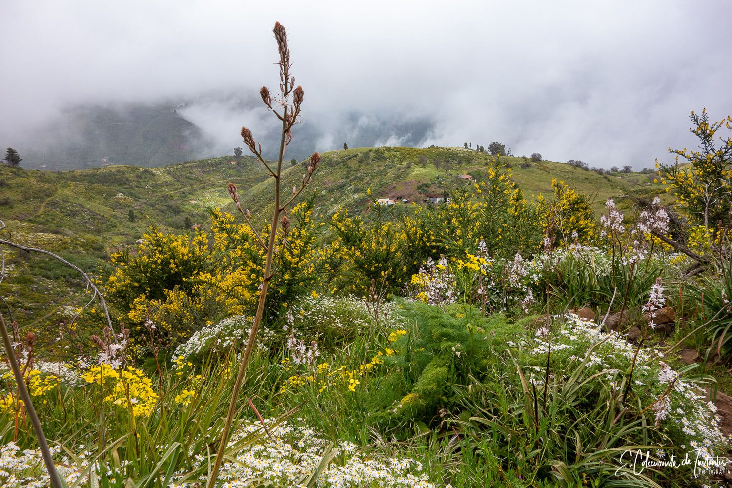 Ruta entre los Llanos de Ana López y Degollada Becerra, en Gran Canaria