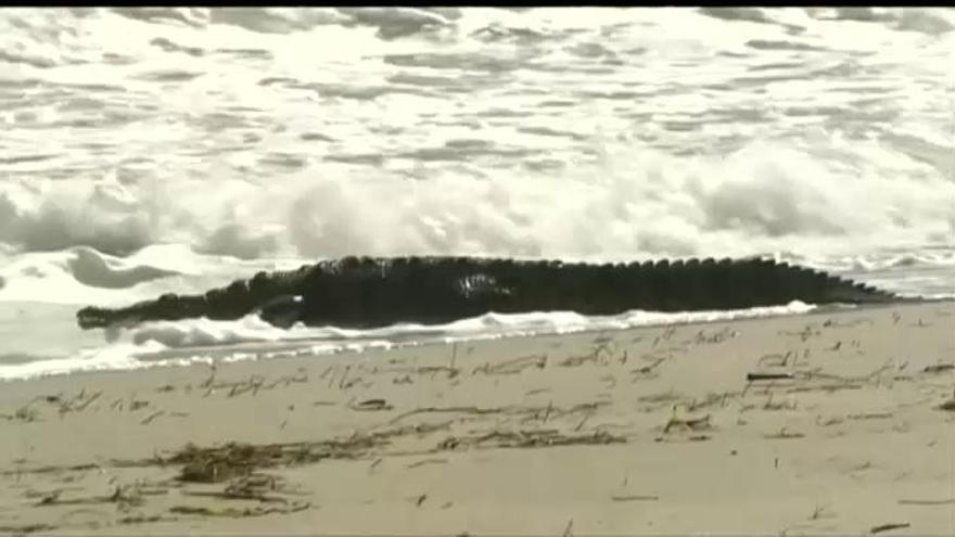 Evacúan una playa en Florida tras la aparición de un cocodrilo de dos metros