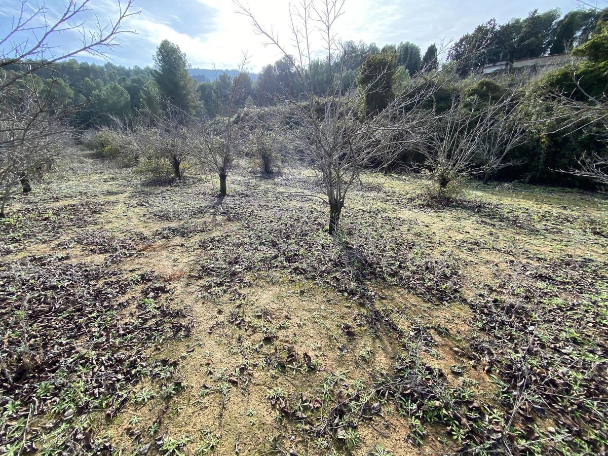 Parcela adquirida por el Ayuntamiento de Agullent para ampliar el cementerio.