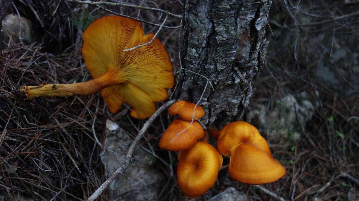 ‘Lactarius sanguifluus’
asomando entre
la hojarasca. 