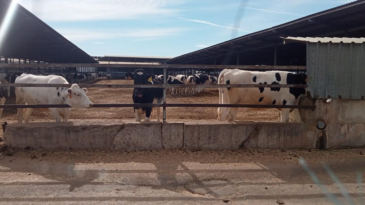 Vacas en la granja que genera molestias a los vecinos de la Pobla de Vallbona