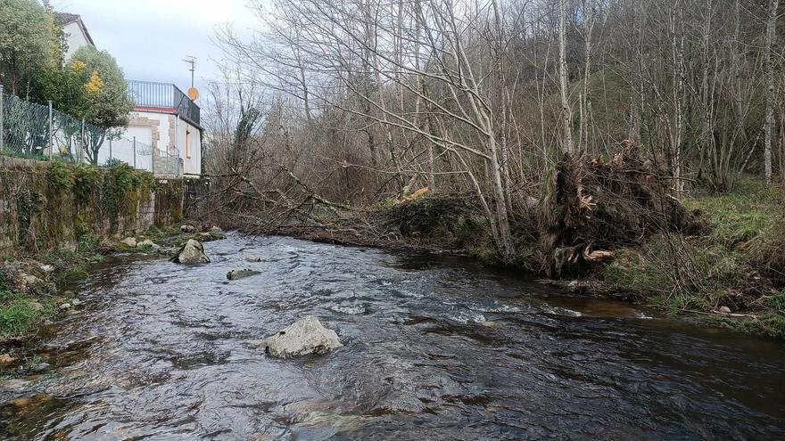 El río Tabardín, a su paso por Llanu Con (Cangas de Onís), a punto de &quot;taponarse&quot; por la caída de un álamo