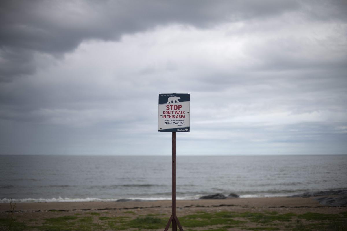 Así viven los osos polares en Hudson Bay, cerca de Churchill (Canadá).