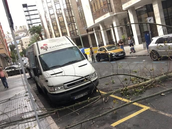 Un árbol cae en mitad de la calzada de la calle Cayetano de Lugo