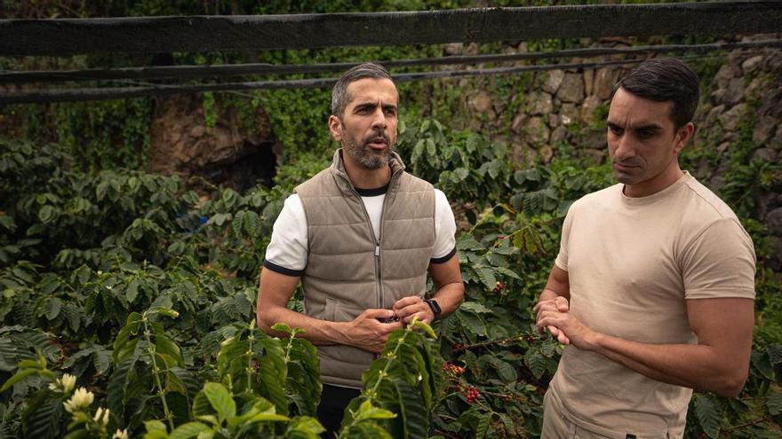 El café de especialidad se consolida en Tenerife como motor de diversificación agrícola