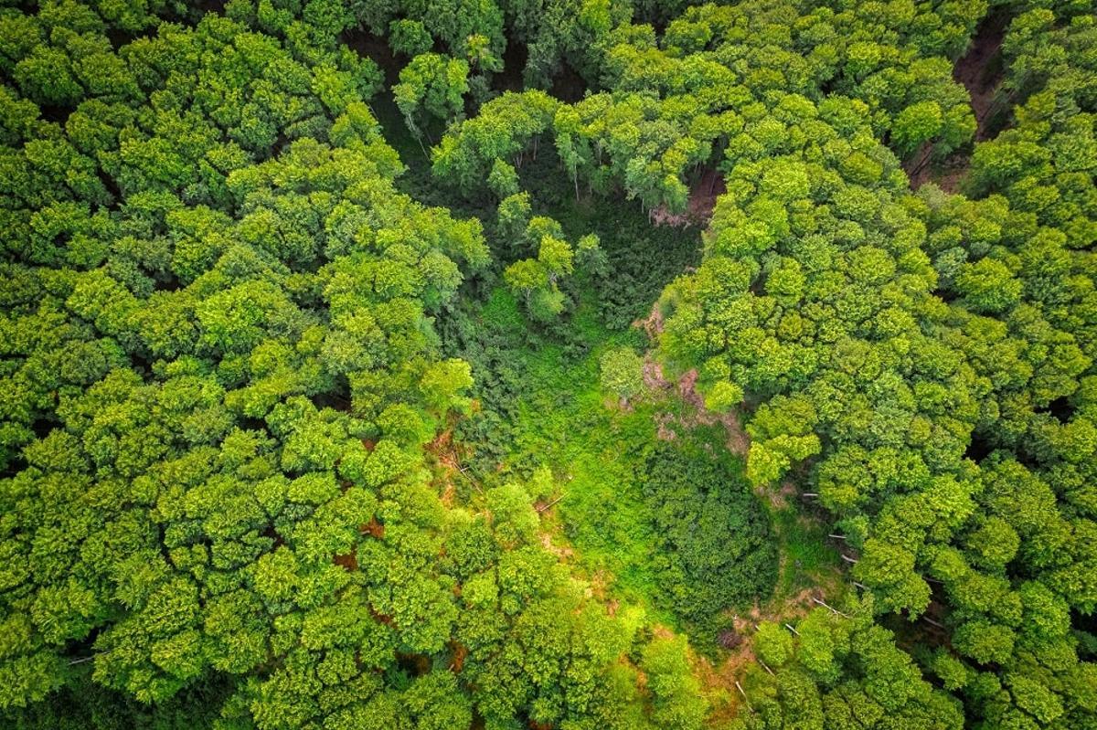 Imagen de un bosque tropical