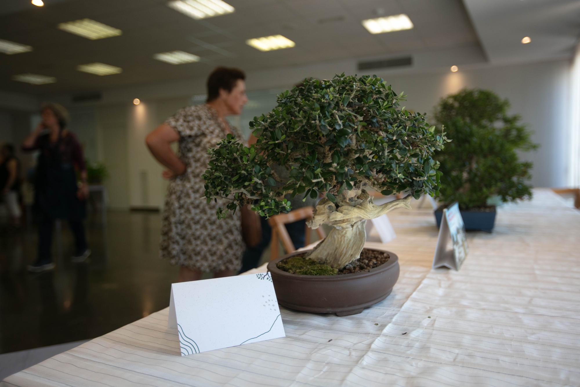 Exposición de plantas y mucha tradición en Puig d'en Valls