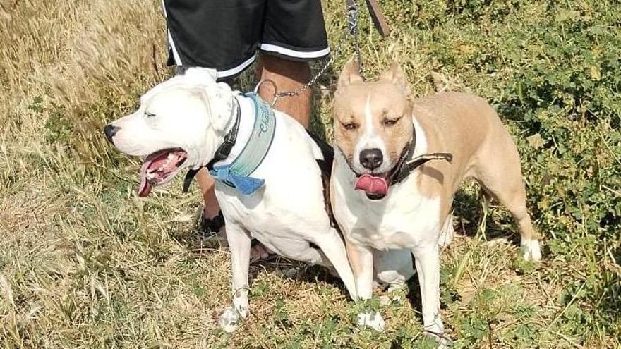A l'esquerra, el gos que va perpetrar l'atac a Empuriabra i a la dreta, l'altre considerat de raça potencialment perillosa.