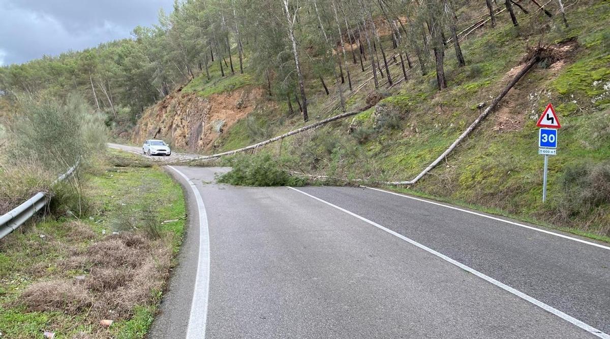Varios árboles cortan la carretera, durante el último temporal.