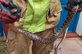 Los bomberos capturan una serpiente de unos 1,8 metros en la Casa de las Campanas