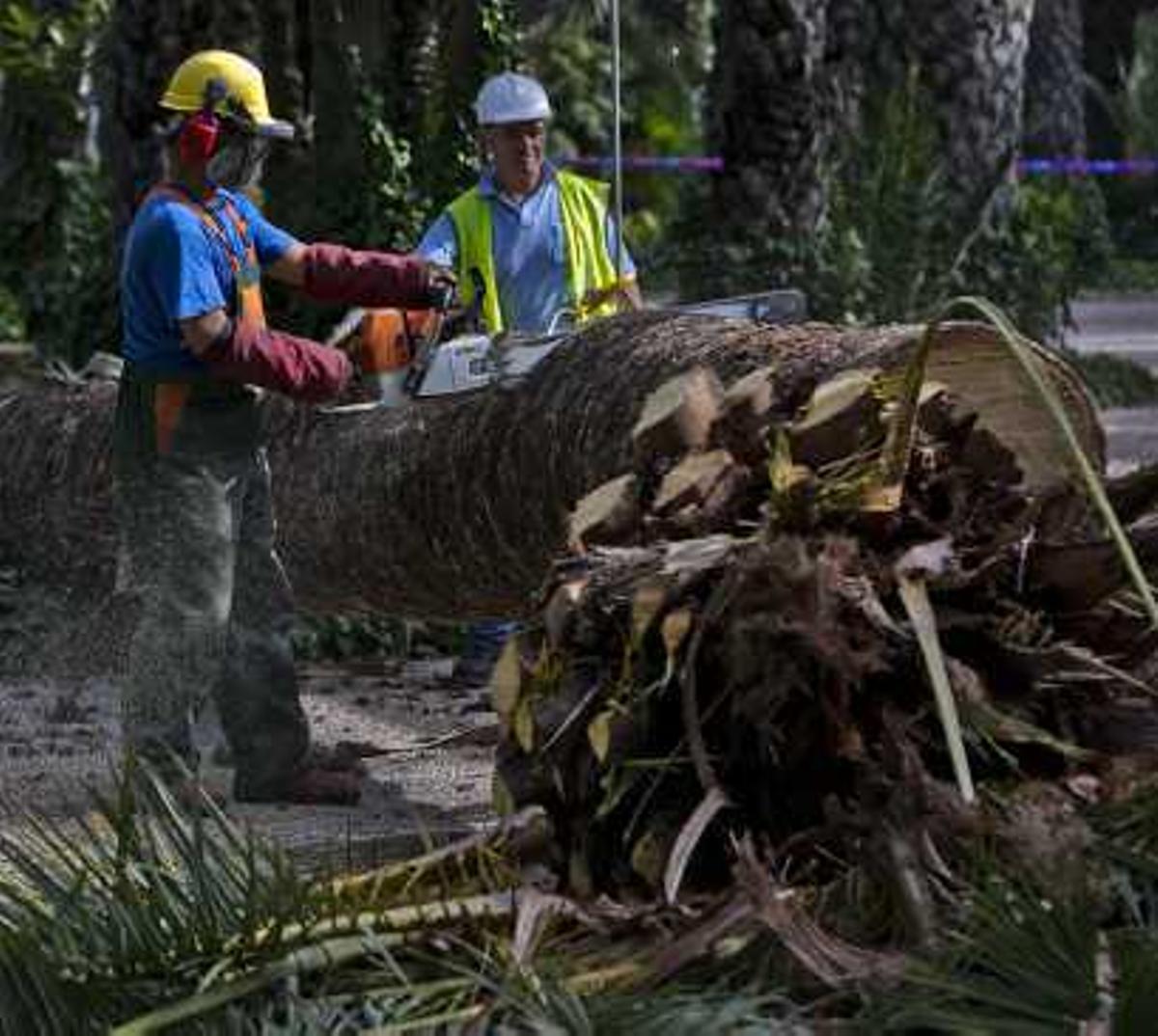 Picudo en el Parque Municipal