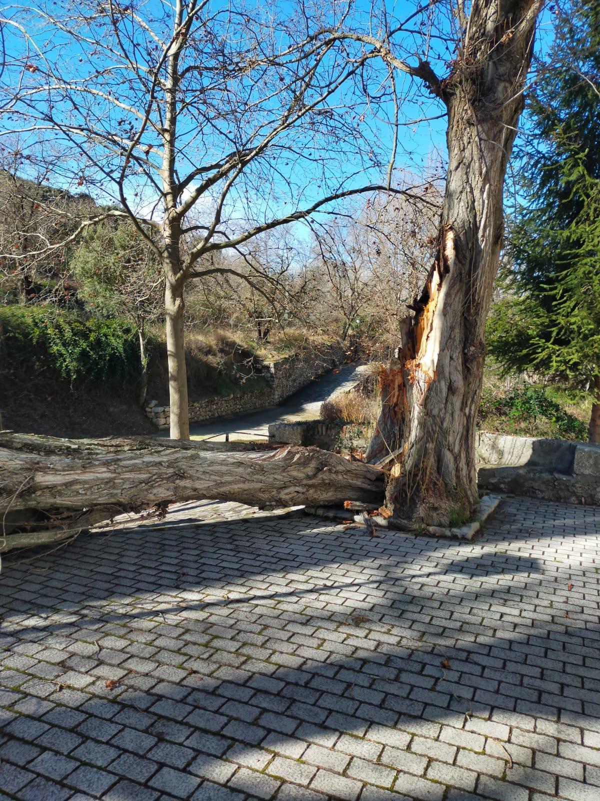Uno de los árboles caídos en la ermita del Roser de Xiva de Morella.