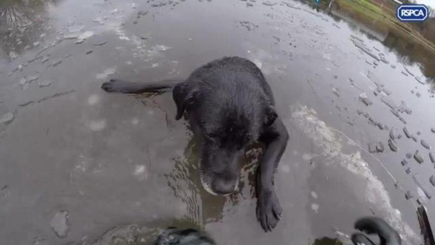 Rescate de un perro atrapado en las aguas congeladas de un río del Reino Unido