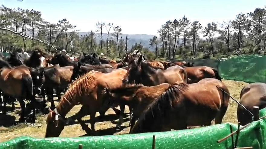 Recogida das Bestas en el curro de Sabucedo