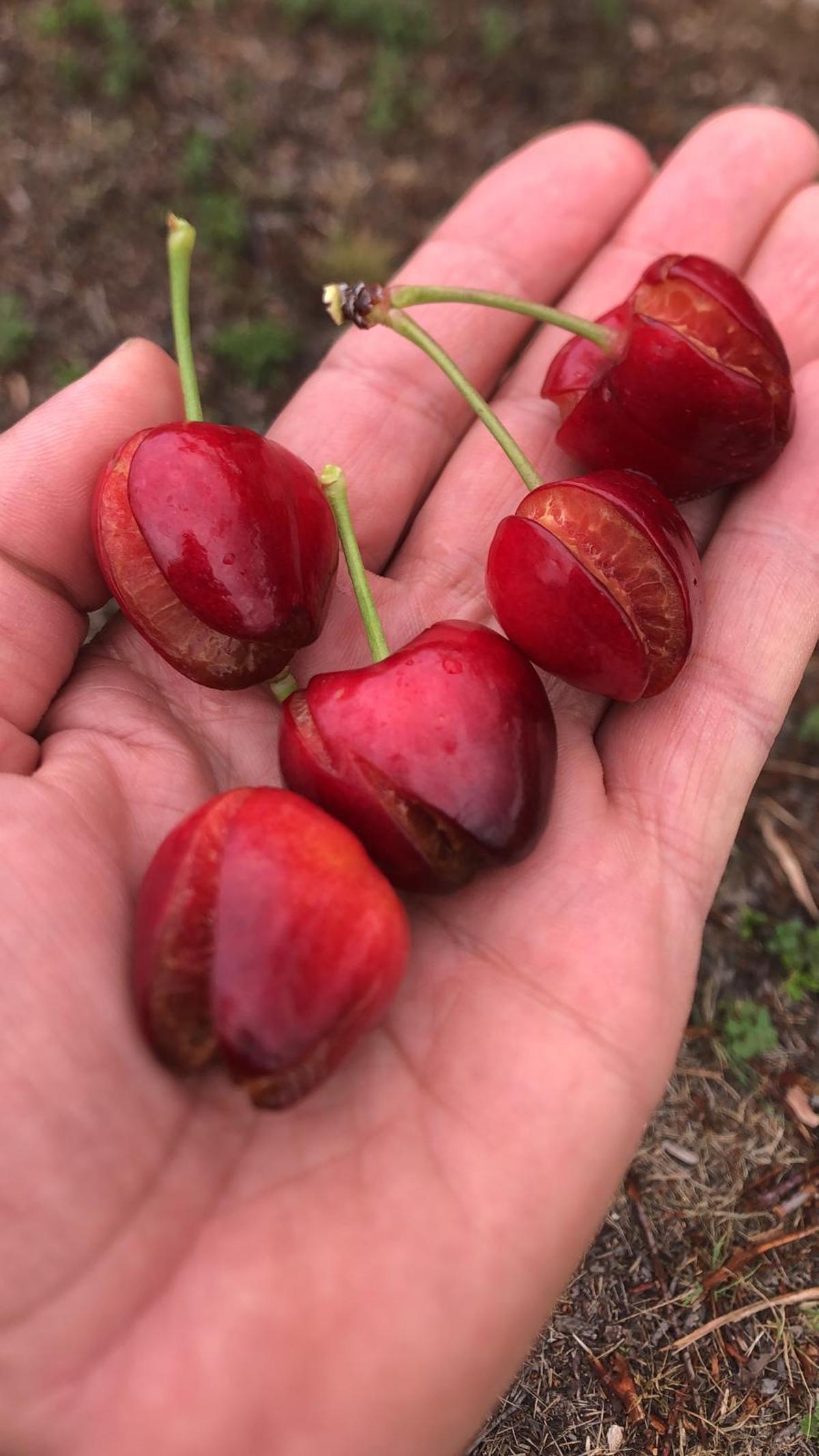 Estado de las cerezas de Villena por efecto de la DANA de esta semana.