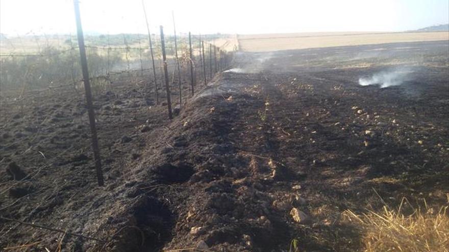 FUEGO DE PASTOS EN LAS CERCANÍAS DEL cefot