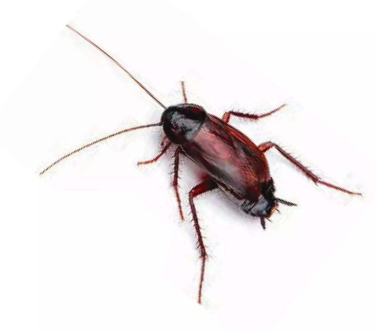 La cucaracha oriental.