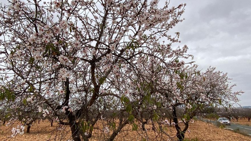 Arranca en Mula la primera floración de almendros de toda Europa