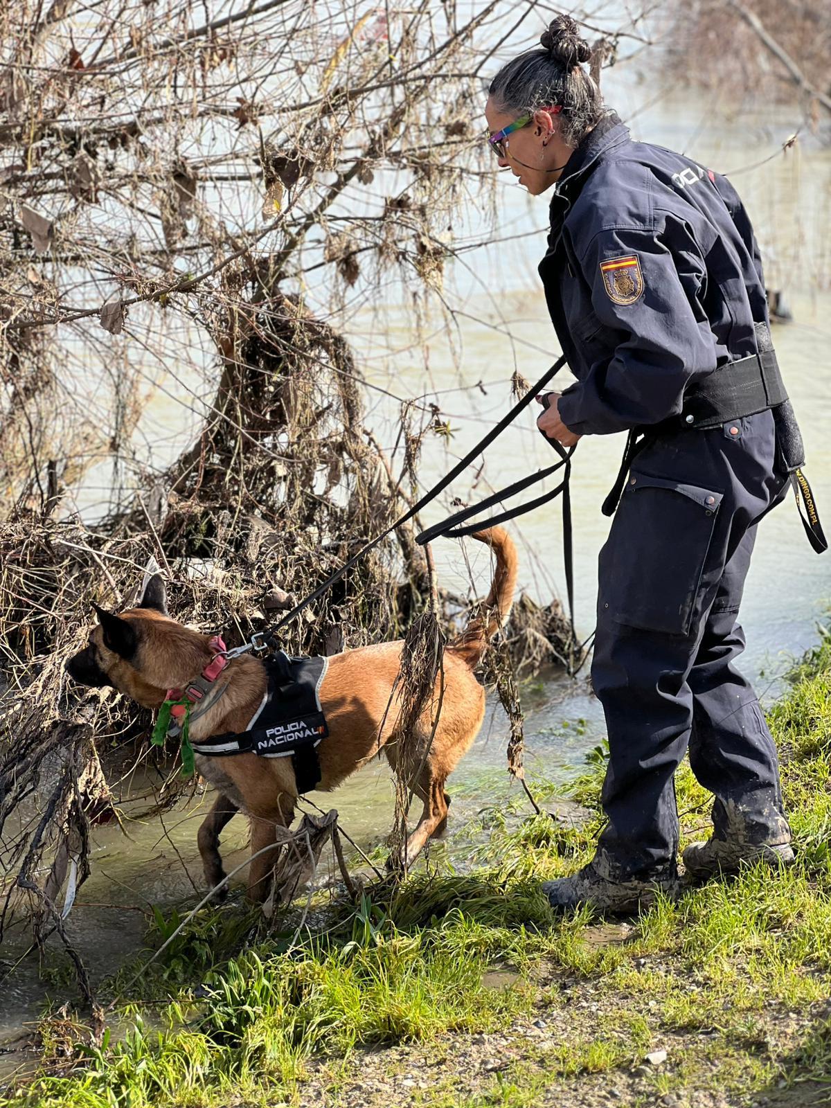Uno de los perros del dispositivo rastrea la zona.