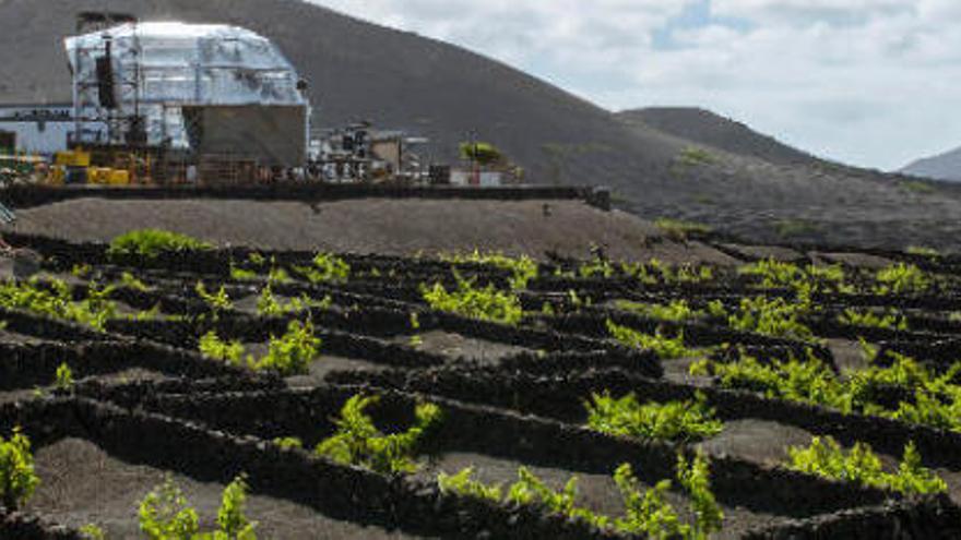 Viñedos en La Geria, Lanzarote