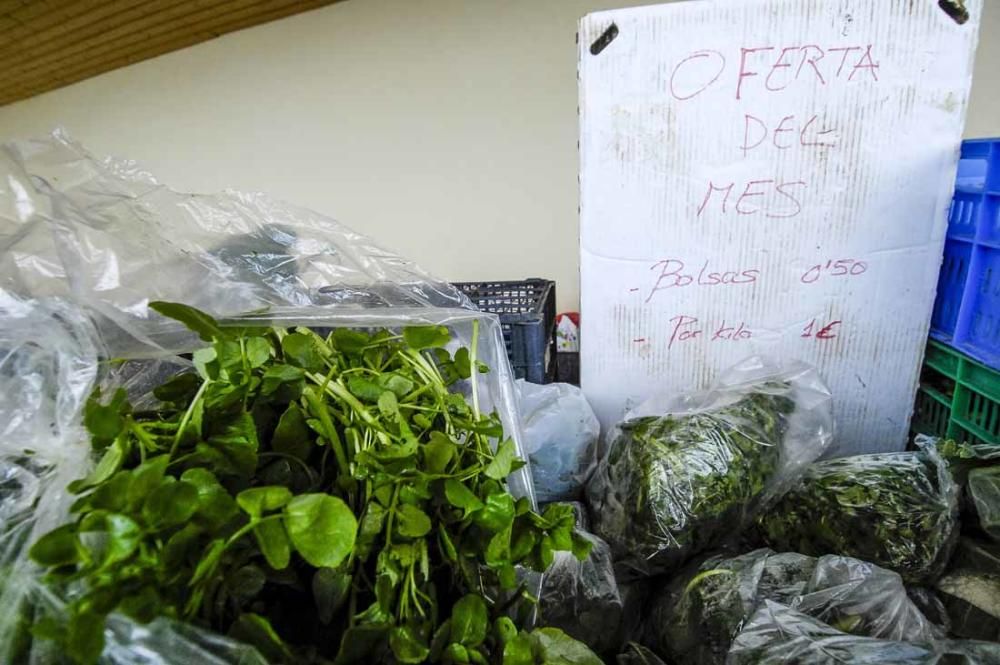 Mercado de berros a 1 euro en Ingenio