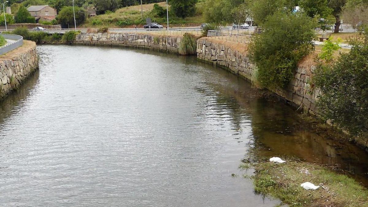 Cisnes y ‘salgueiros’ y un castaño en el muro del canal del Mero.  | // I.R. 