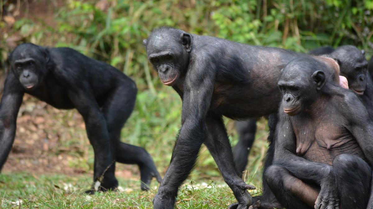 Un grupo de bonobos