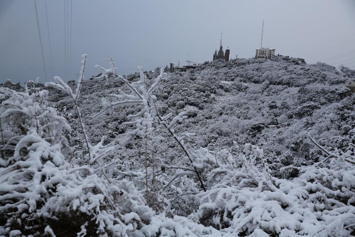 La nieve llega a Barcelona: Collserola, cubierta de blanco