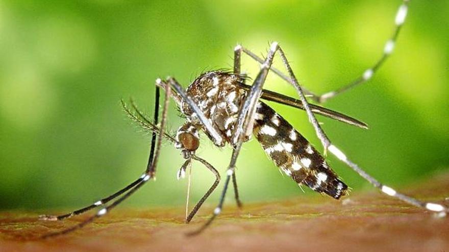 Exemplar de mosquit &#039;Aedes aegypti&#039;, transmissor del virus Zika