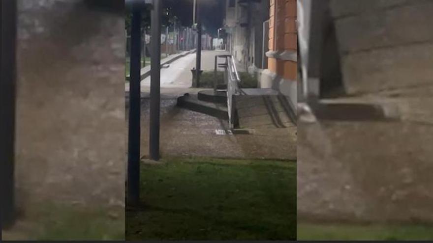 Las ratas, como Pedro por su casa en pleno centro de Gijón: así &quot;corretean&quot; por la Plaza de Europa
