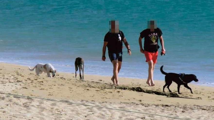 Perros sueltos en la playa de A Lanzada. // G. Ferreiro / PIO / SEO