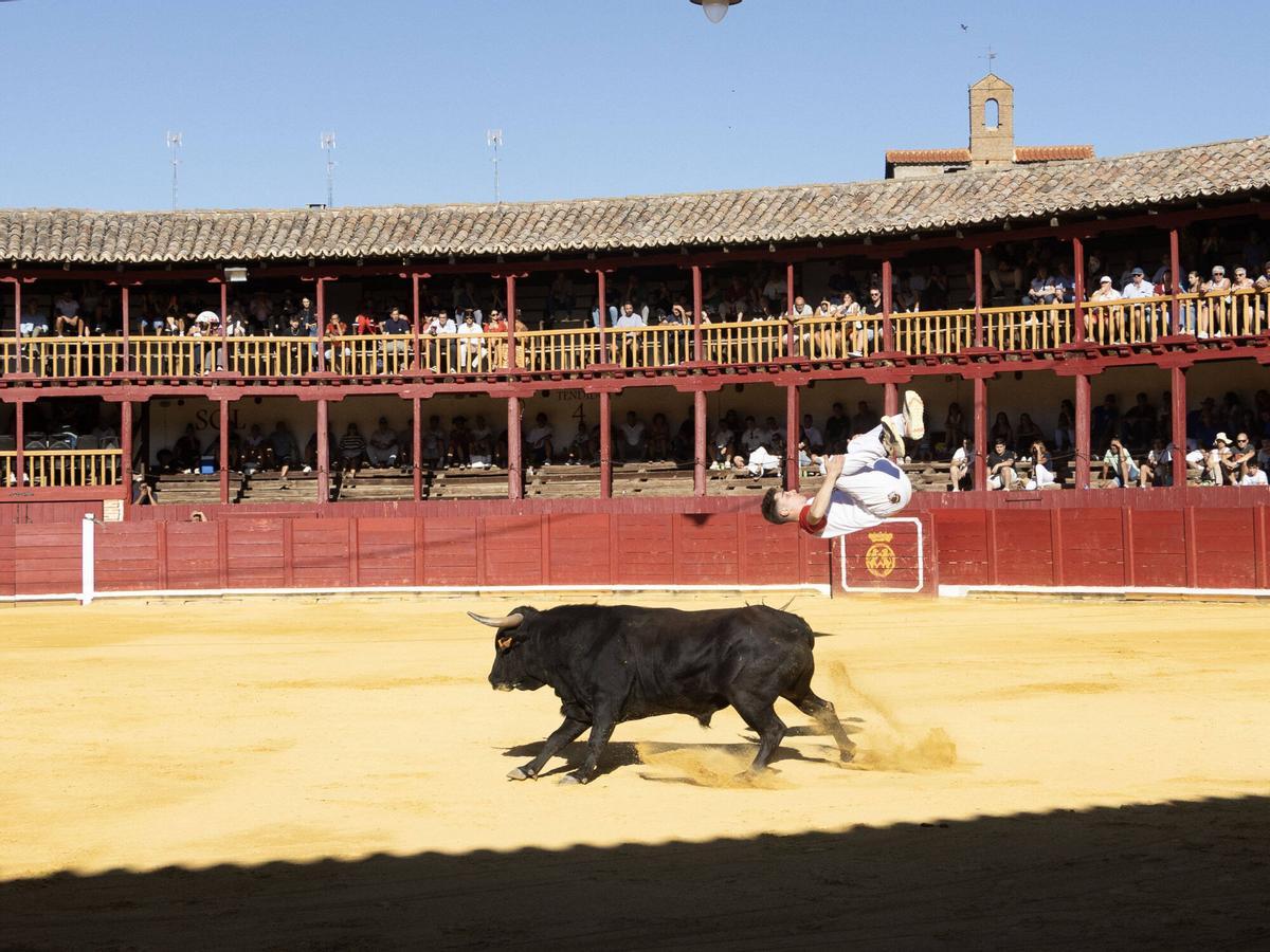 Concurso de cortes, Toro 2026