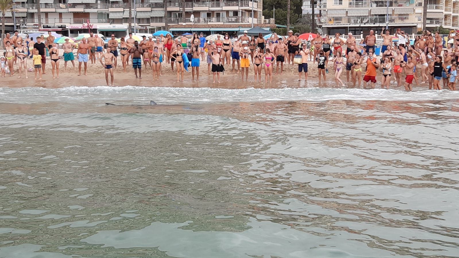 Aparece una tintorera de dos metros en Benidorm