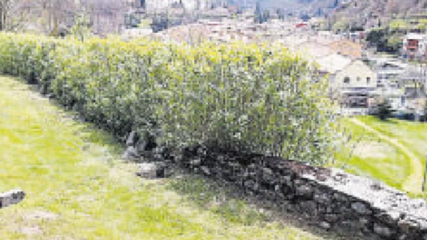 Fallece un vecino de Girona al caerle encima un árbol