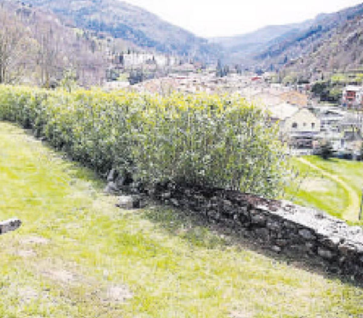 Ribes de Freser